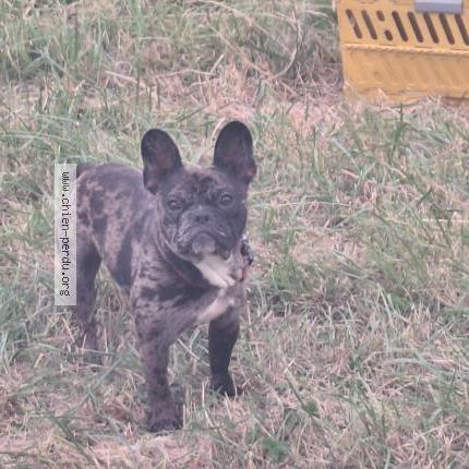 Photo 1/1 Nala Chien perdu à Montlouis sur loire