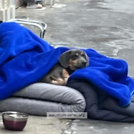 Photo 1/1 Chien trouvé Trouvé à Paris