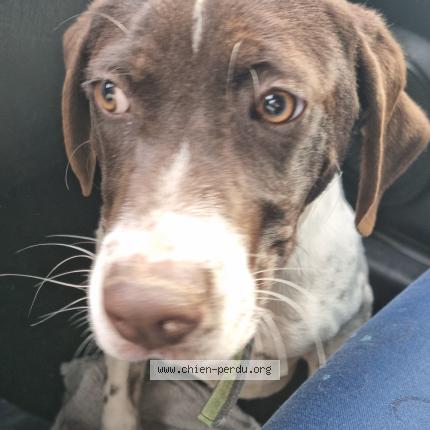 Photo 1/1 Chien trouvé Trouvé à Elancourt
