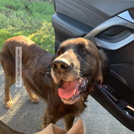 Photo 1/1 Chien retrouvé Trouvé à Loretz d argenton