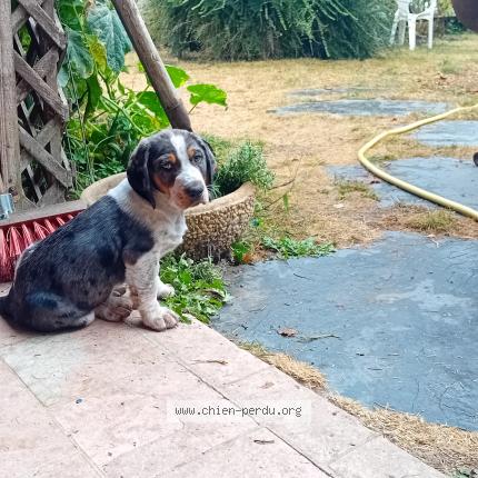 Photo 1/1 Chien retrouvé Perdu à Douzillac