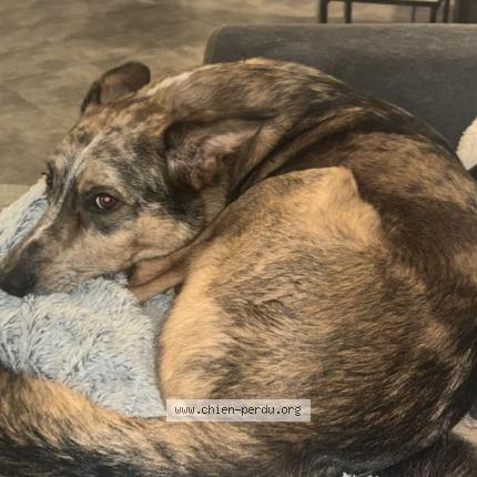 Photo 1/1 Snow Chien perdu à Bastia