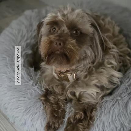 Photo 1/1 Chien retrouvé Perdu à Liege