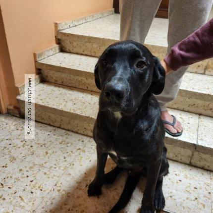 Photo 1/1 Chien retrouvé Trouvé à Le boulou