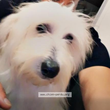 Photo 1/1 Aramis Chien perdu à Siouville hague