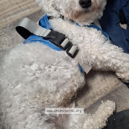 Photo 1/1 Chien retrouvé Perdu à Heugueville sur sienne