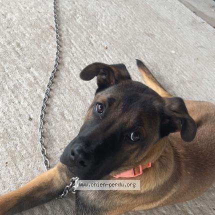 Photo 1/1 Chien retrouvé Perdu à Saint pourcain sur sioule