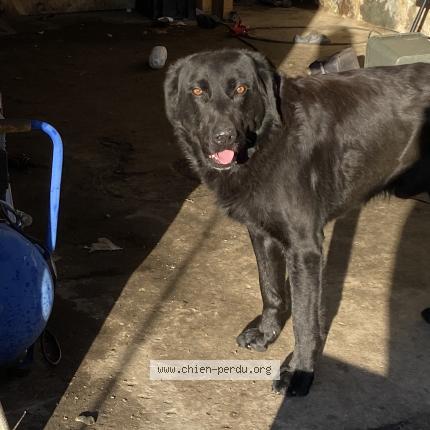 Photo de chien trouvé à Souleuvre En Bocage