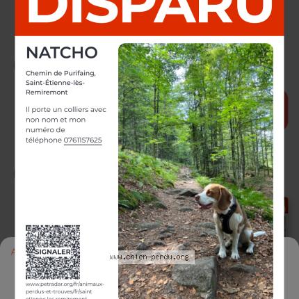 Photo 1/1 Chien retrouvé Perdu à Cleurie