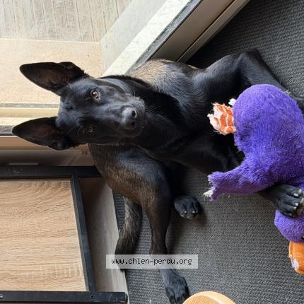 Photo 1/1 Venom Chien perdu à Tulle
