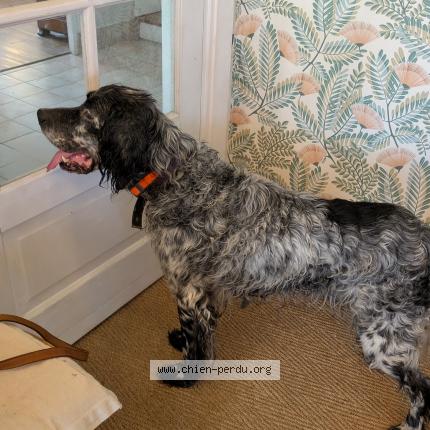 Photo 1/1 Chien retrouvé Trouvé à Tocqueville