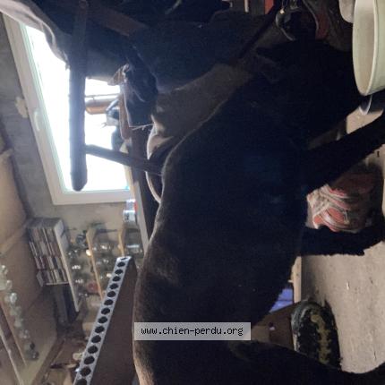 Photo 1/1 Chien retrouvé Trouvé à Saint eutrope de born