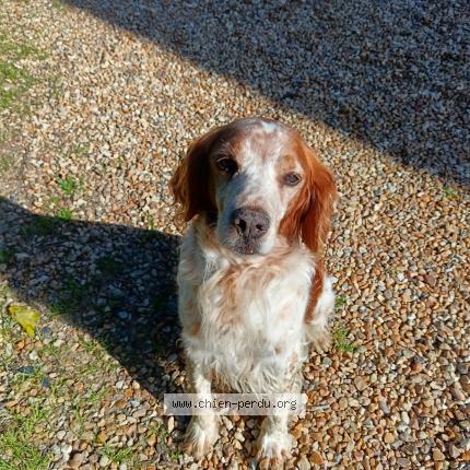 Photo 1/1 Djob Chien perdu à Channay sur lathan