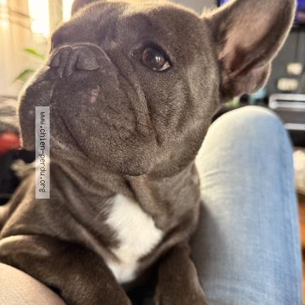 Photo 1/1 Vinyles Chien perdu à Tarbes