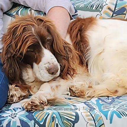 Photo 1/1 Grace Chien perdu à Courtillers