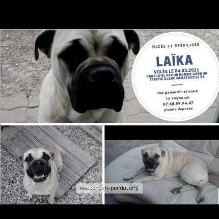 Photo 1/1 La&iuml;ka Chien perdu à Vert le petit