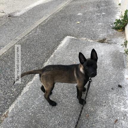 Photo 1/1 Zeuss Chien perdu à Pont de l isere