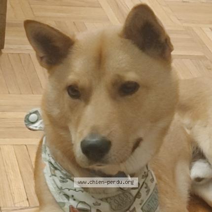 Photo 1/1 Chien retrouvé Perdu à Laval