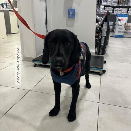 Photo 1/1 Chien retrouvé Trouvé à Le havre