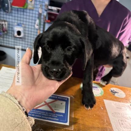 Photo de chien trouvé à Cavaillon