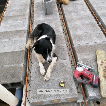 Photo 1/1 Poki Chien perdu à Sare