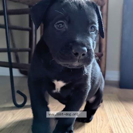 Photo de chien trouvé à Winnipeg