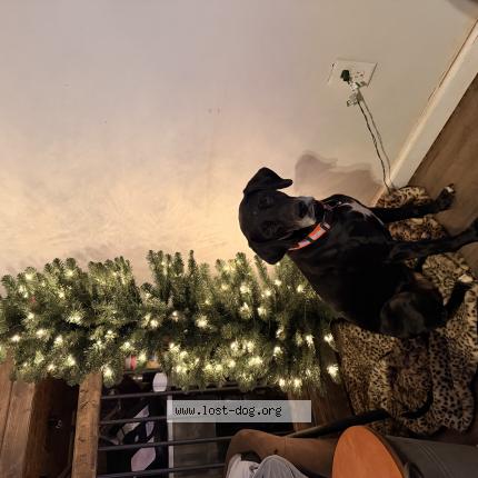 Photo de chien trouvé à Washington