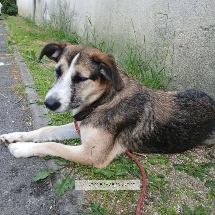 Photo 1/1 Venom Chien perdu à Libourne