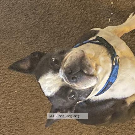 Photo 1/1 Benny Chien perdu à Akron