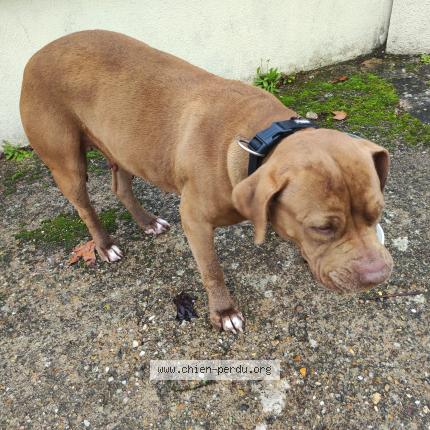 Photo de chien trouvé à Gometz La Ville