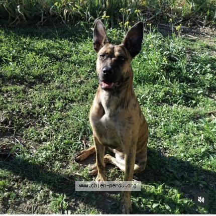 Photo 1/1 Vega Chien perdu à Carpentras