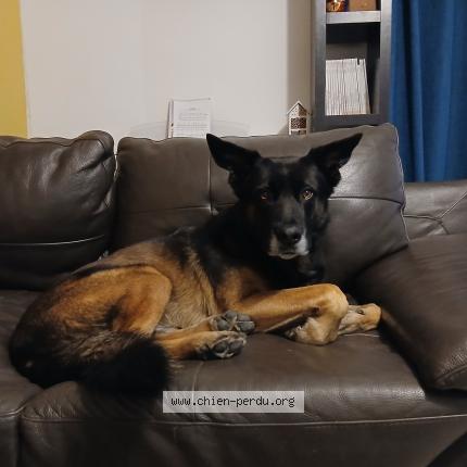Photo 1/1 Chien retrouvé Perdu à Verdun sur garonne