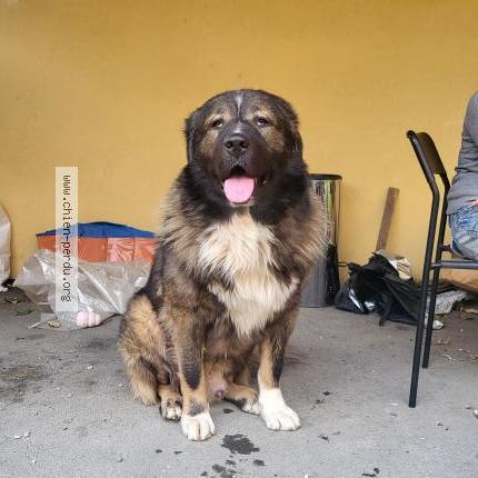 Photo 1/1 Chien retrouvé Perdu à Macon