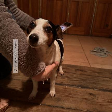 Photo 1/1 Chien trouvé Trouvé à Saint etienne du rouvray