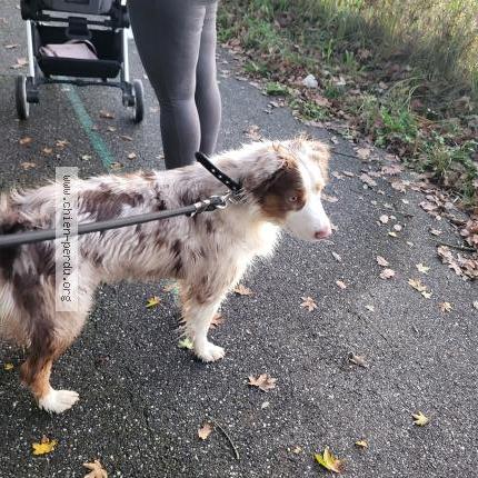 Photo de chien trouvé à Bias