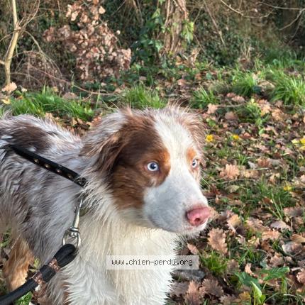Photo 2/2 Chien retrouvé Trouvé à Bias