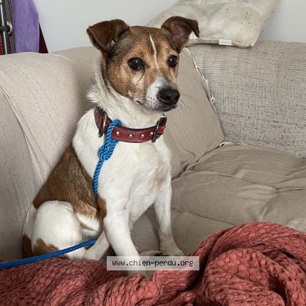 Photo 1/1 Chien retrouvé Trouvé à Biarritz