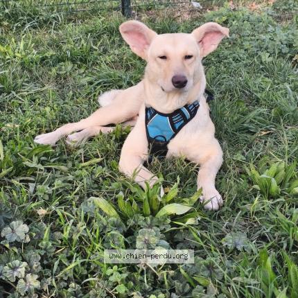 Photo de chien perdu à Mornas