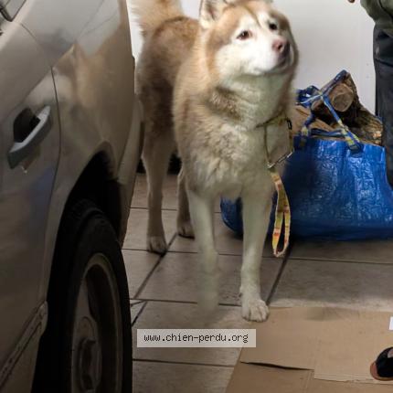 Photo 1/2 Chien trouvé Trouvé à Pont scorff