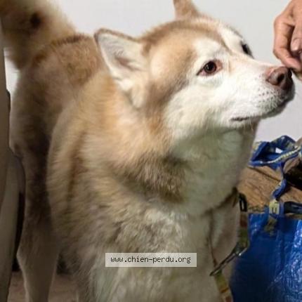 Photo 2/2 Chien trouvé Trouvé à Pont scorff