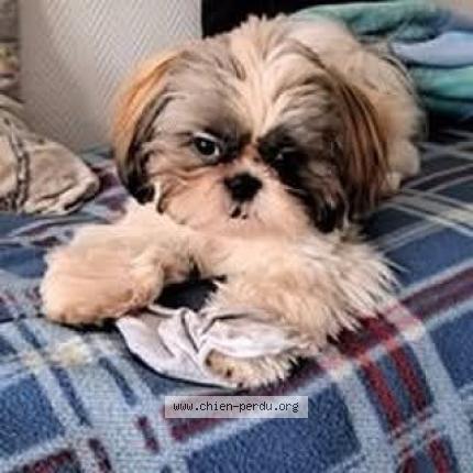 Photo de chien perdu à Villeneuve D Ascq