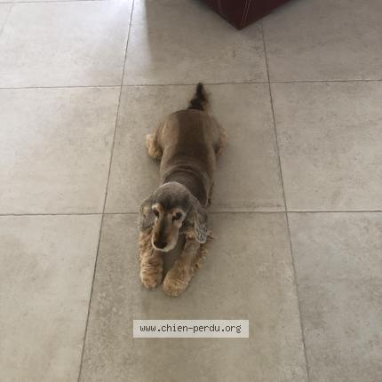 Photo 1/1 Giga Chien perdu à Sainte soulle