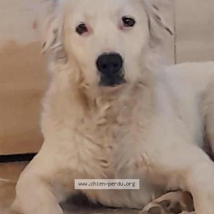 Photo 1/1 rebelle Chien perdu à Le peage de roussillon