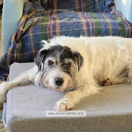 Photo 1/1 Tordet Chien perdu à Villapourcon