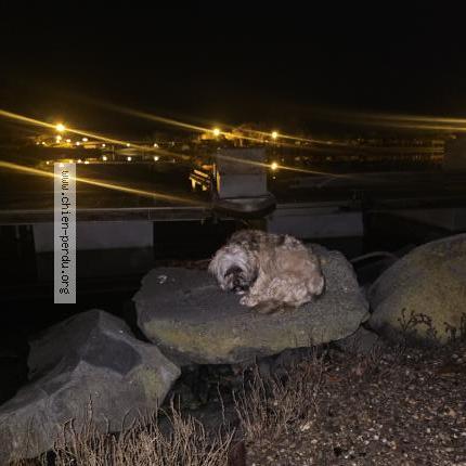 Photo de chien trouvé à Cap D Agde