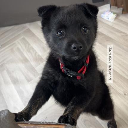 Photo de chien perdu à Loisson Sous Lens