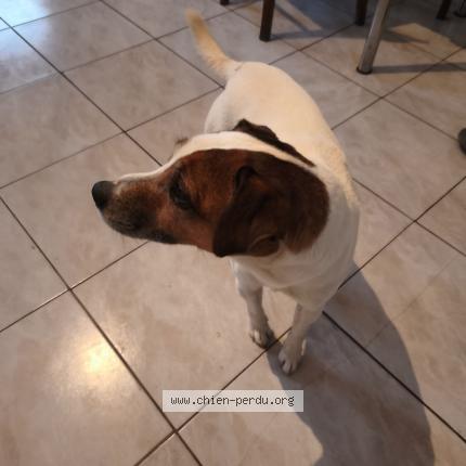 Photo 1/1 Chien trouvé Trouvé à Sourdeval