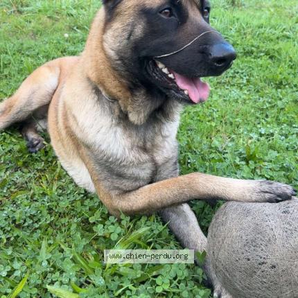 Photo de chien perdu à Retier