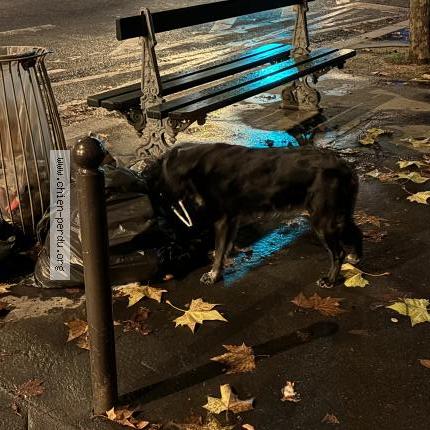 Photo 1/1 Chien trouvé Trouvé à Paris