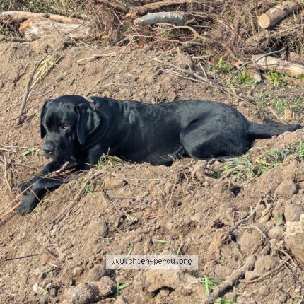 Photo 1/1 Chien retrouvé Perdu à Jeu les bois